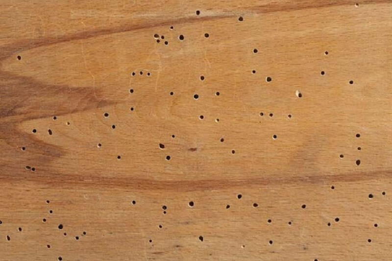 Tại sao gỗ dễ bị mối mọt xâm hại?