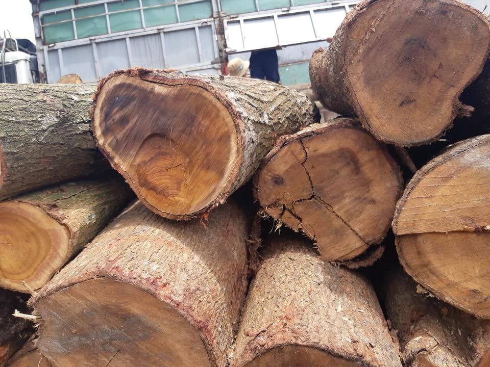 Gỗ tràm là nguồn nguyên liệu phổ biến trong ngành sản xuất gỗ